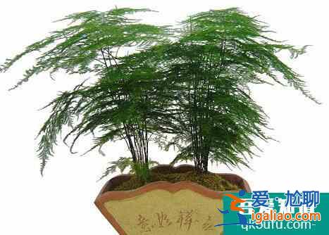 文竹怎么养？文竹的养殖妙招？