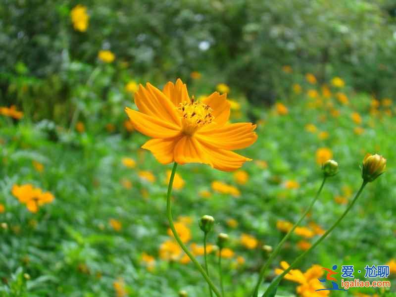 北京植物园40万株菊花盛放，花期一直持续到9月底？