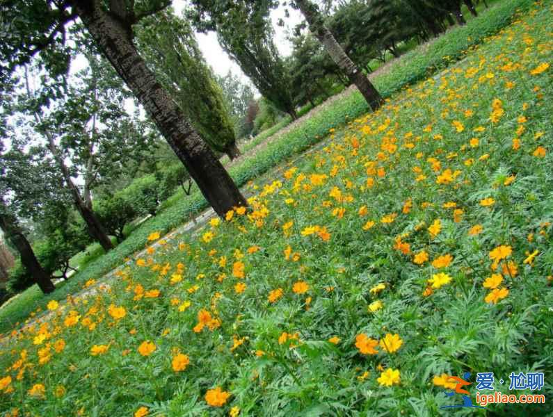 北京植物园40万株菊花盛放，花期一直持续到9月底？
