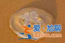 凉拌海蜇？