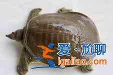 甲鱼的做法大全？