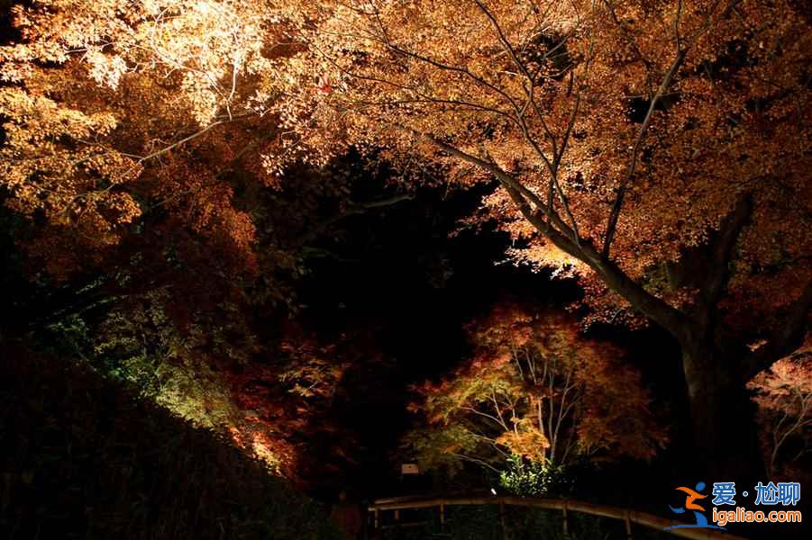2018日本红叶时间，日本红叶前线时间？