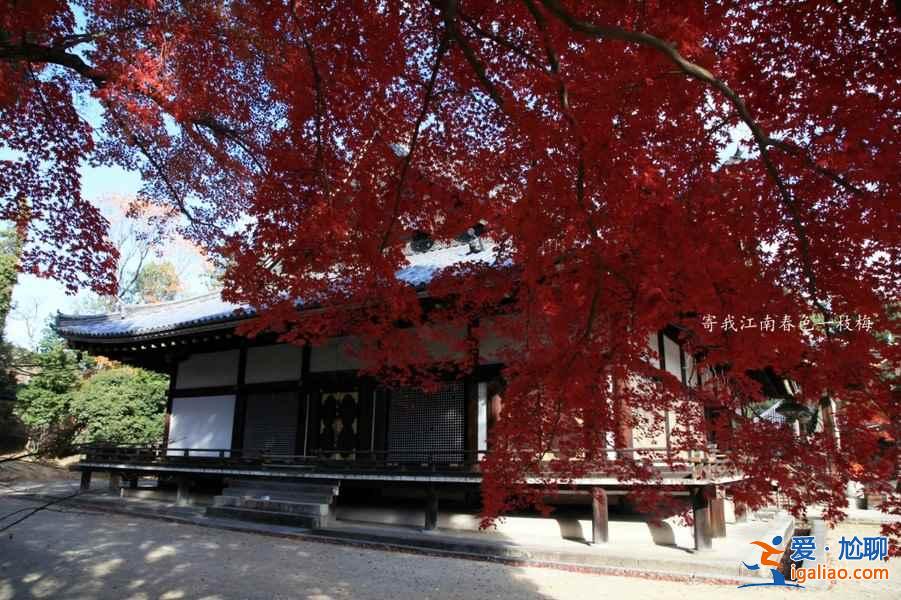 2018日本红叶时间，日本红叶前线时间？