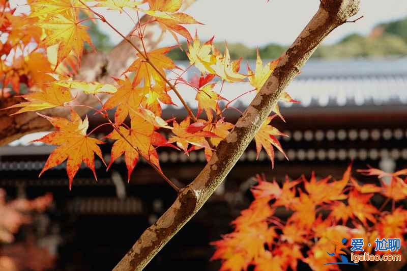 2018日本红叶时间，日本红叶前线时间？