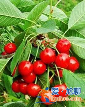 北京采摘樱桃，2017北京采摘樱桃好地方推荐？