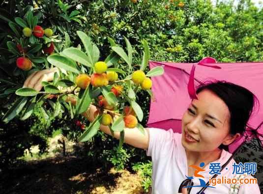 2017北京樱桃采摘去哪好，北京樱桃采摘好去处？