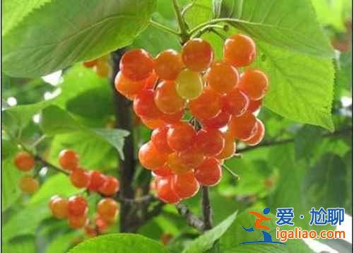 北京采摘樱桃，2017北京采摘樱桃好地方推荐？