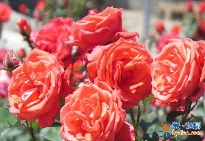 【保加利亚玫瑰节】2017保加利亚玫瑰节时间、地点、活动？