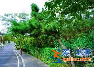 大连樱桃节去哪采摘，大连樱桃节采摘园推荐？