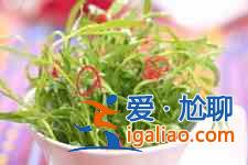 芝麻菜怎么吃？