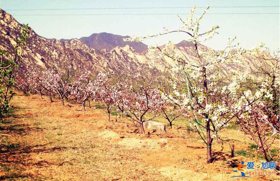 去“花花世界”撒欢，北京周边赏花好去处！？