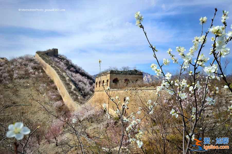 去“花花世界”撒欢，北京周边赏花好去处！？