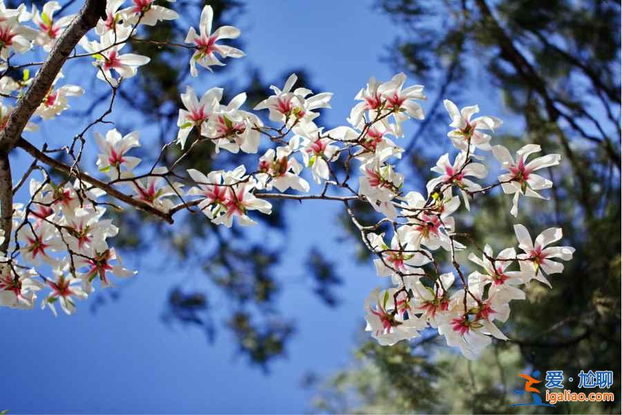 去“花花世界”撒欢，北京周边赏花好去处！？