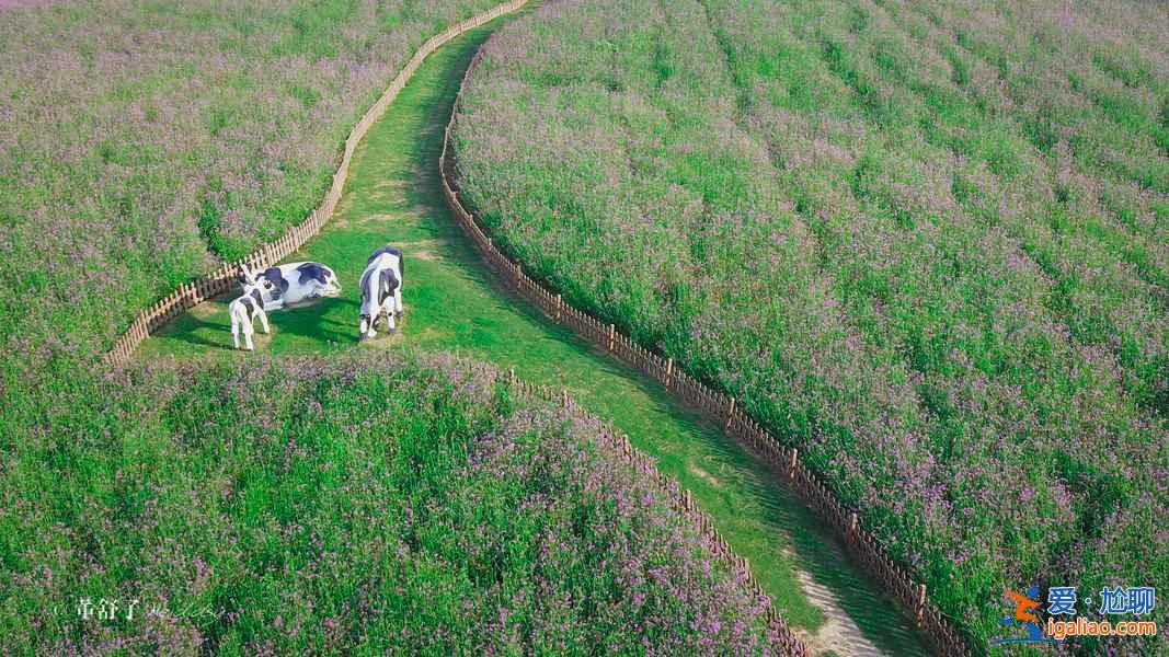 上海周边自驾游攻略,上海周边自驾游好去处,上海周边有自驾游推荐? 上海周边自驾游攻略,上海周边自驾游好去处,上海周边有自驾游推荐?