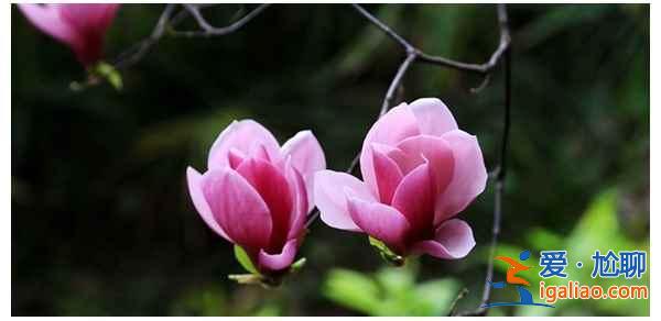 北川药王谷的春天：一个比日本樱花更美的地方？