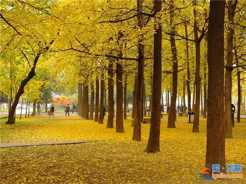 四川十大最美的秋色，看美女赏秋色？