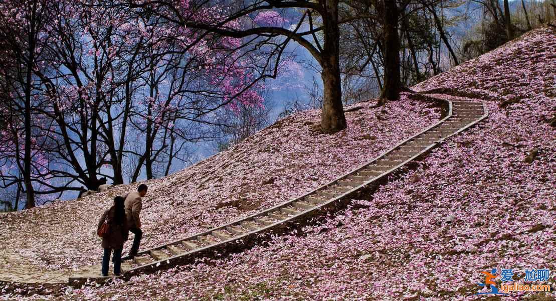 北川药王谷的春天：一个比日本樱花更美的地方？