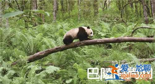 赛车总动员3介绍 极盗车神介绍地球：神奇的一天介绍？