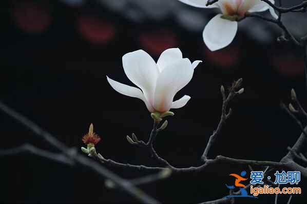 北京4月赏花地儿，北京四月赏花好去处？