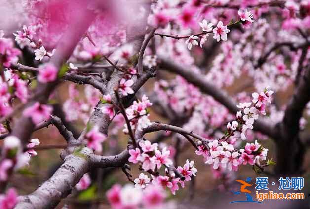 北京4月赏花地儿，北京四月赏花好去处？
