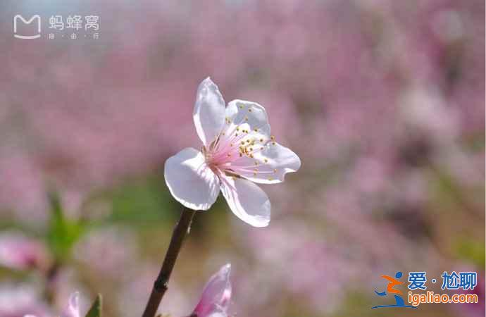 北京春天赏花去哪里，北京5大赏花圣地？