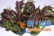 香椿芽的做法？