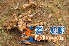 土茯苓煲汤？