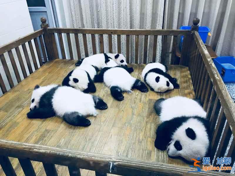 成都网红景点有哪些，成都值得打卡的网红景点推荐？