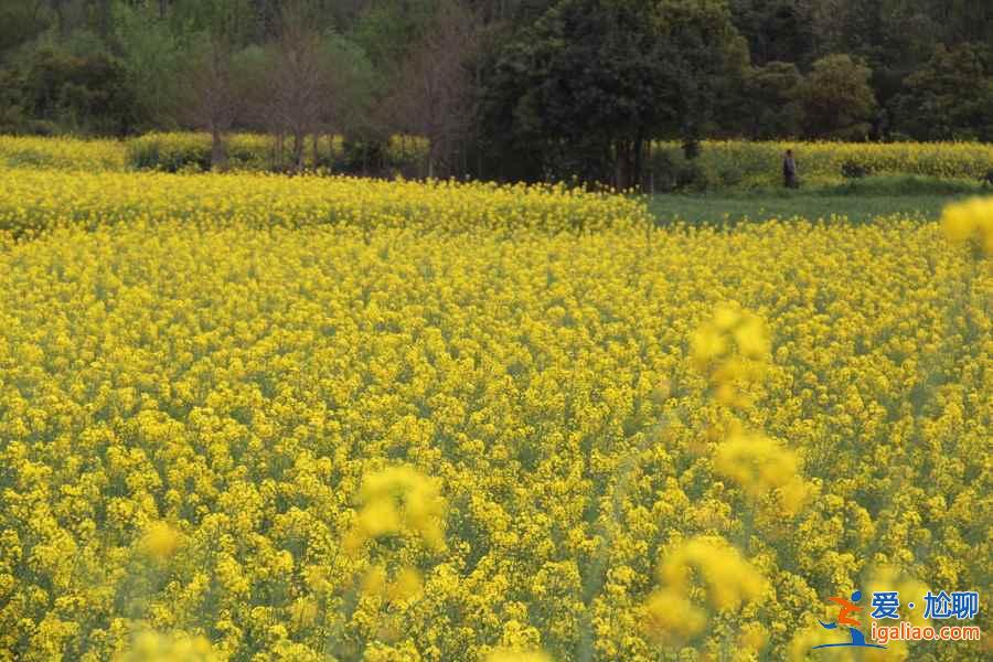 三月出游赏花去哪里，3月国内这些地方的花最美？
