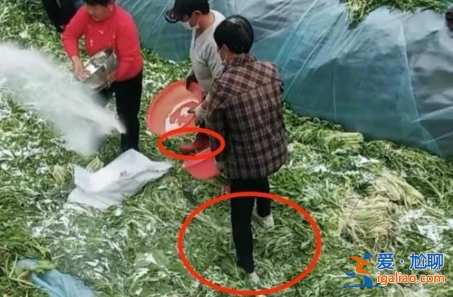 安徽村民腌制酸菜时穿鞋踩踏，目前正在调查中[踩压酸菜]？