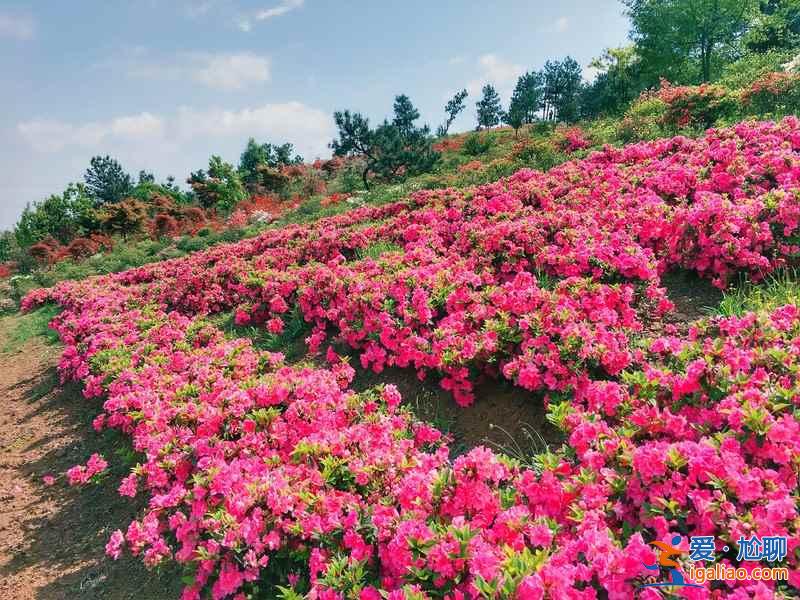 桂林赏花好去处，桂林有哪些赏花的地方，桂林赏花攻略？