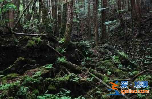 日本人死也不给人添麻烦，自杀都去一个地方？