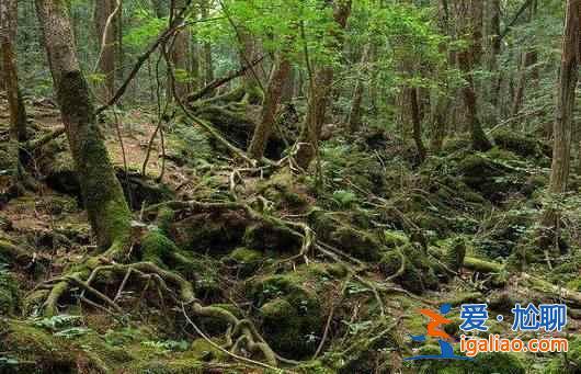 日本人死也不给人添麻烦，自杀都去一个地方？