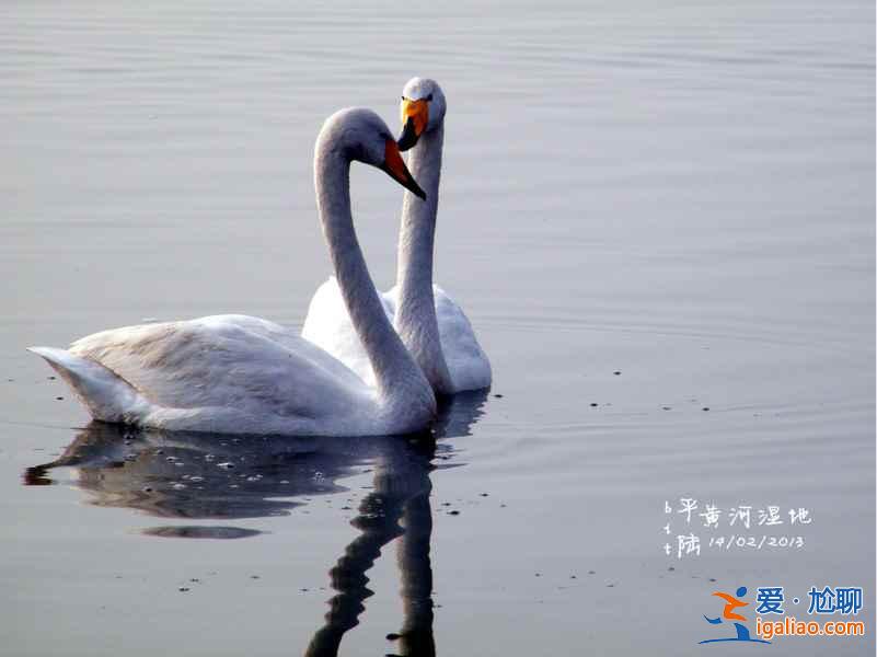 冬季不孤单：一起去三门峡看白天鹅？