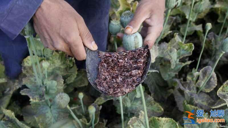 走进阿富汗：全球最大的毒品生产基地？