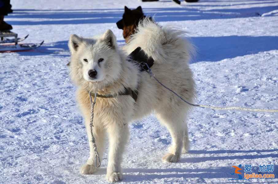 【雪乡在哪里】雪乡最佳旅游时间？