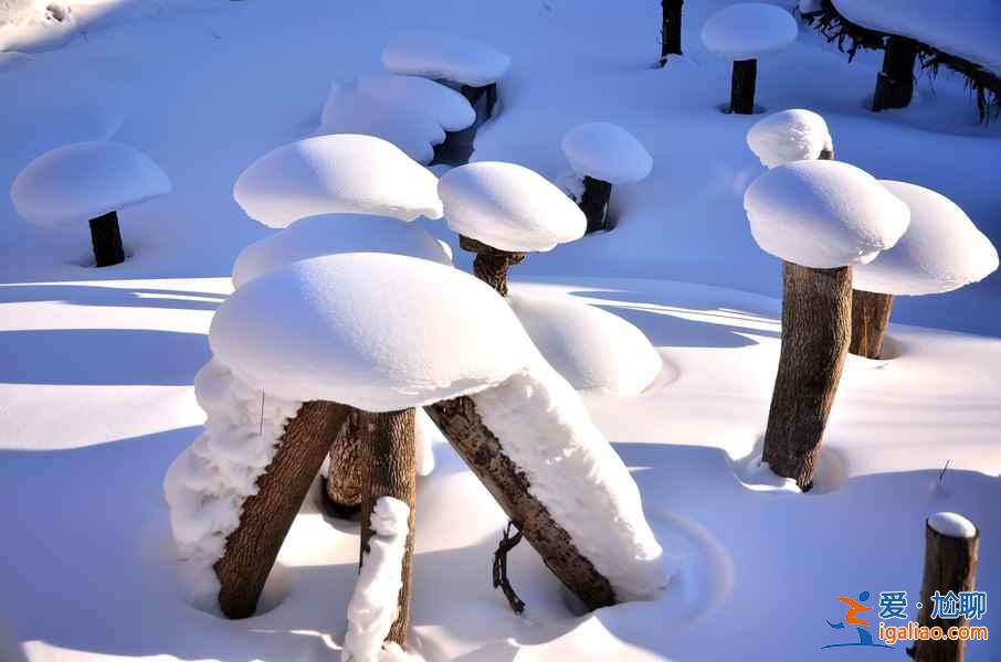 【哈尔滨到雪乡】哈尔滨怎么去雪乡，哈尔滨到雪乡怎么坐车？