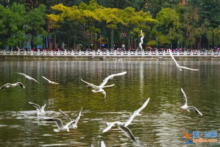昆明，一个四季都花开不败的城市花园？