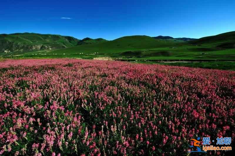 【草原自驾游】太阳舍不得下山的伊犁草原？