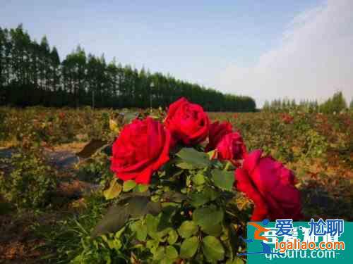 夏季的浪漫花香 夏季的浪漫花香有哪些花可以种植？