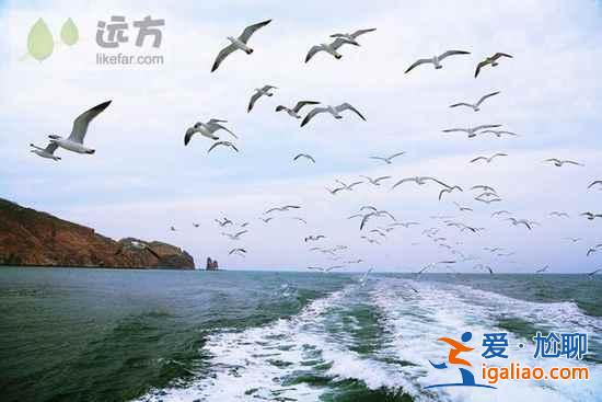 【山东长岛自助游】到长岛与万只海鸥成为朋友？