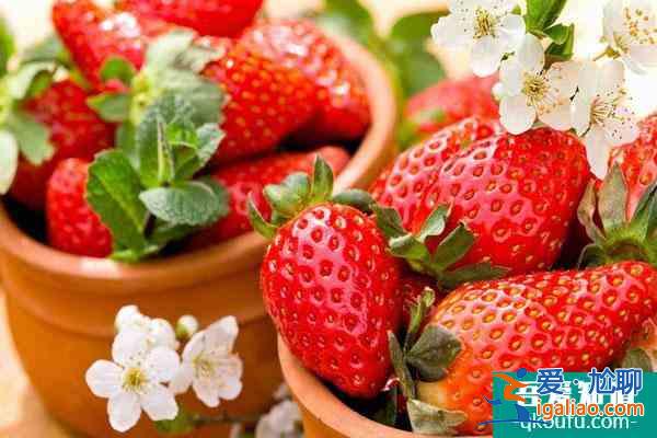 福州哪里采摘草莓比较好 福州草莓采摘园推荐？