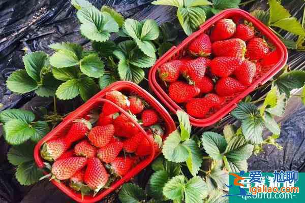福州哪里采摘草莓比较好 福州草莓采摘园推荐？