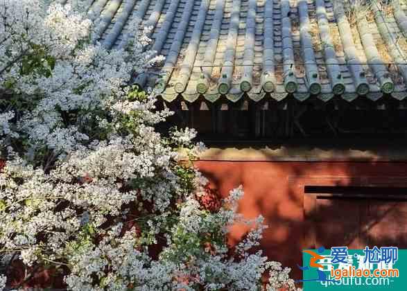 北京戒台寺景区取消2021年跨年敲钟祈福活动公告？