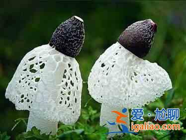 竹荪的做法？