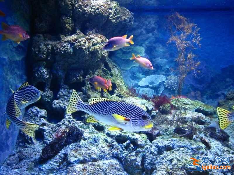 【上海海洋水族馆门票】上海海洋水族馆门票多少钱，上海海洋水族馆门票价格？