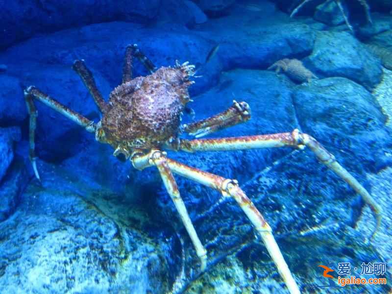 【上海海洋水族馆门票】上海海洋水族馆门票多少钱，上海海洋水族馆门票价格？