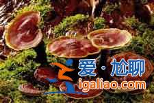 灵芝怎么吃？