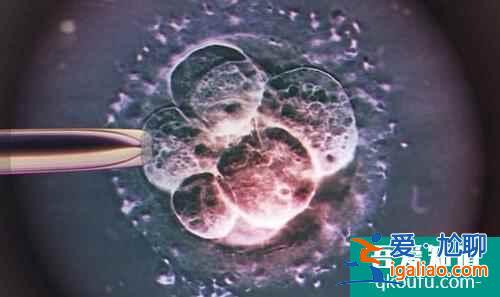 试管婴儿优胚和囊胚哪个好？有什么区别？