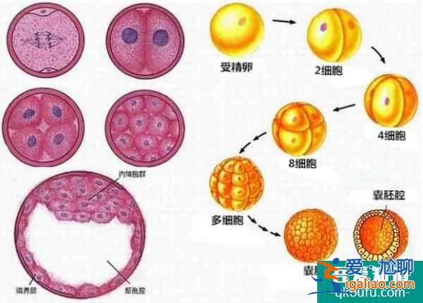 客观看待中美试管婴儿差异，四点优劣势分析？